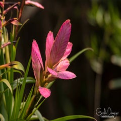 dsc_17553.jpg