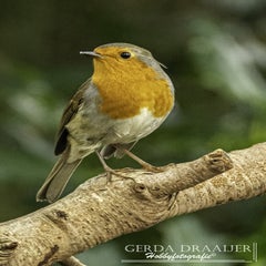 dsc_61762.jpg