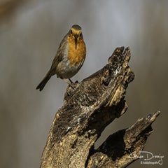 dsc_95812.jpg