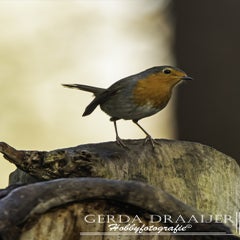 dsc_67882.jpg