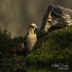 dsc_95132.jpg