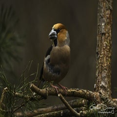 dsc_93462.jpg