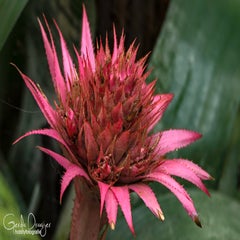 dsc_17523.jpg