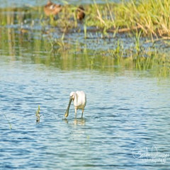 dsc_29102.jpg