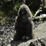 Wildlands 12-07-2020