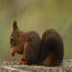 dsc_85723.jpg
