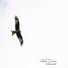 dsc_06852.jpg
