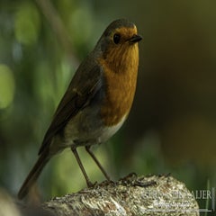 dsc_62222.jpg