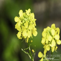 dsc_12802.jpg