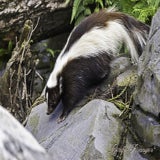 Wildlands 12-07-2020