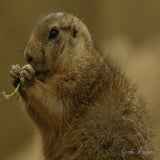 DSC_35372.jpg