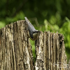 dsc_11082.jpg
