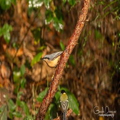 dsc_60702.jpg