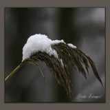 winter1.jpg