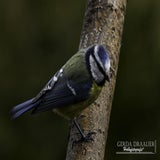 DSC_70302.jpg