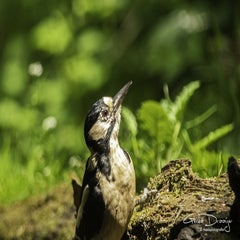 dsc_12412.jpg