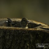 DSC_69532.jpg