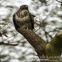 dsc_69602.jpg