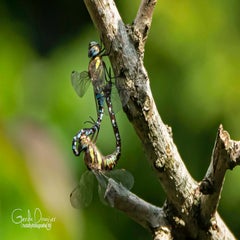 dsc_42212.jpg
