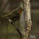 DSC_70462.jpg