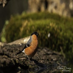 dsc_96652.jpg