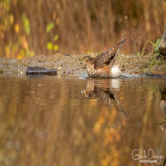 dsc_99643.jpg