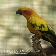 dsc_50322.jpg