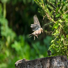 dsc_41862.jpg