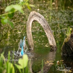 dsc_35682.jpg