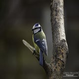 DSC_70522.jpg