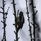 DSC_52452.jpg