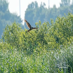 dsc_28182.jpg