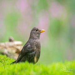 dsc_91173.jpg