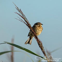 dsc_36742.jpg