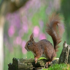 dsc_90313.jpg