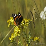 Lofar 11-09-2020