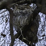 DSC_55102.jpg