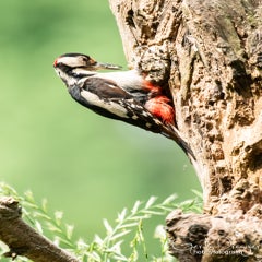 dsc_17453.jpg