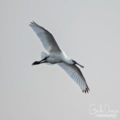 dsc_38002.jpg