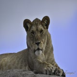 Wildlands 12-07-2020