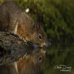 dsc_94822.jpg