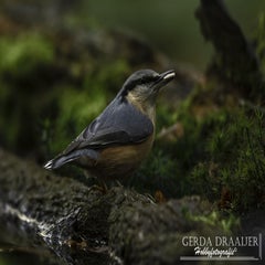 dsc_69242.jpg