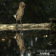 dsc_63182.jpg