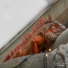 dsc_18683.jpg