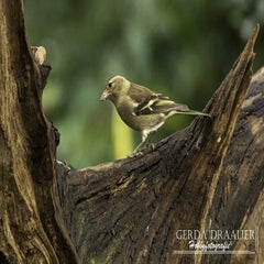 dsc_61592.jpg