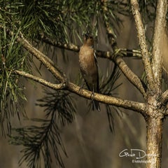 dsc_96982.jpg
