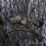 DSC_60462.jpg