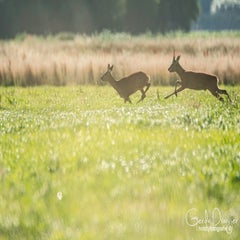 dsc_29872.jpg