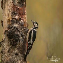dsc_98503.jpg