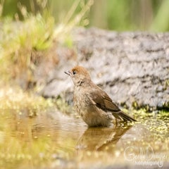 dsc_35952-1.jpg